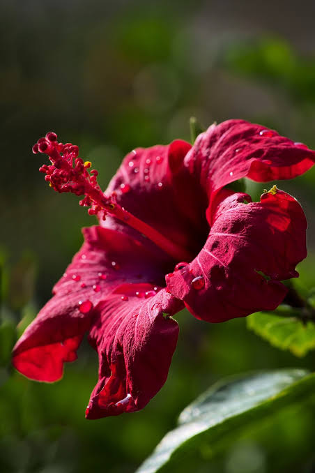 Tisane Hibiscus Flowers Infusion