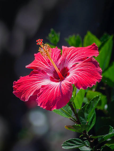 Tisane Hibiscus Flowers Infusion