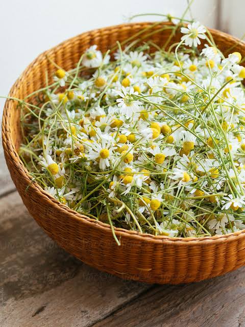 Tisane Fresh Chamomile Flower Infusion