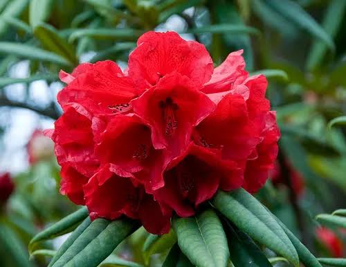 Tisane Himalayan Rhododendron Flowers Infusion